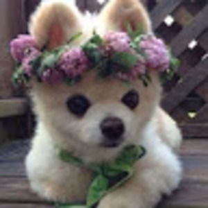 Meet your Posher, Adelaide